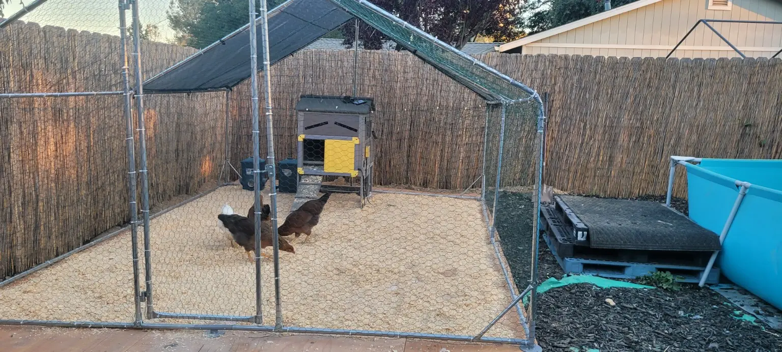 Blanche and several hens in the large wire run surrounding their original small coop