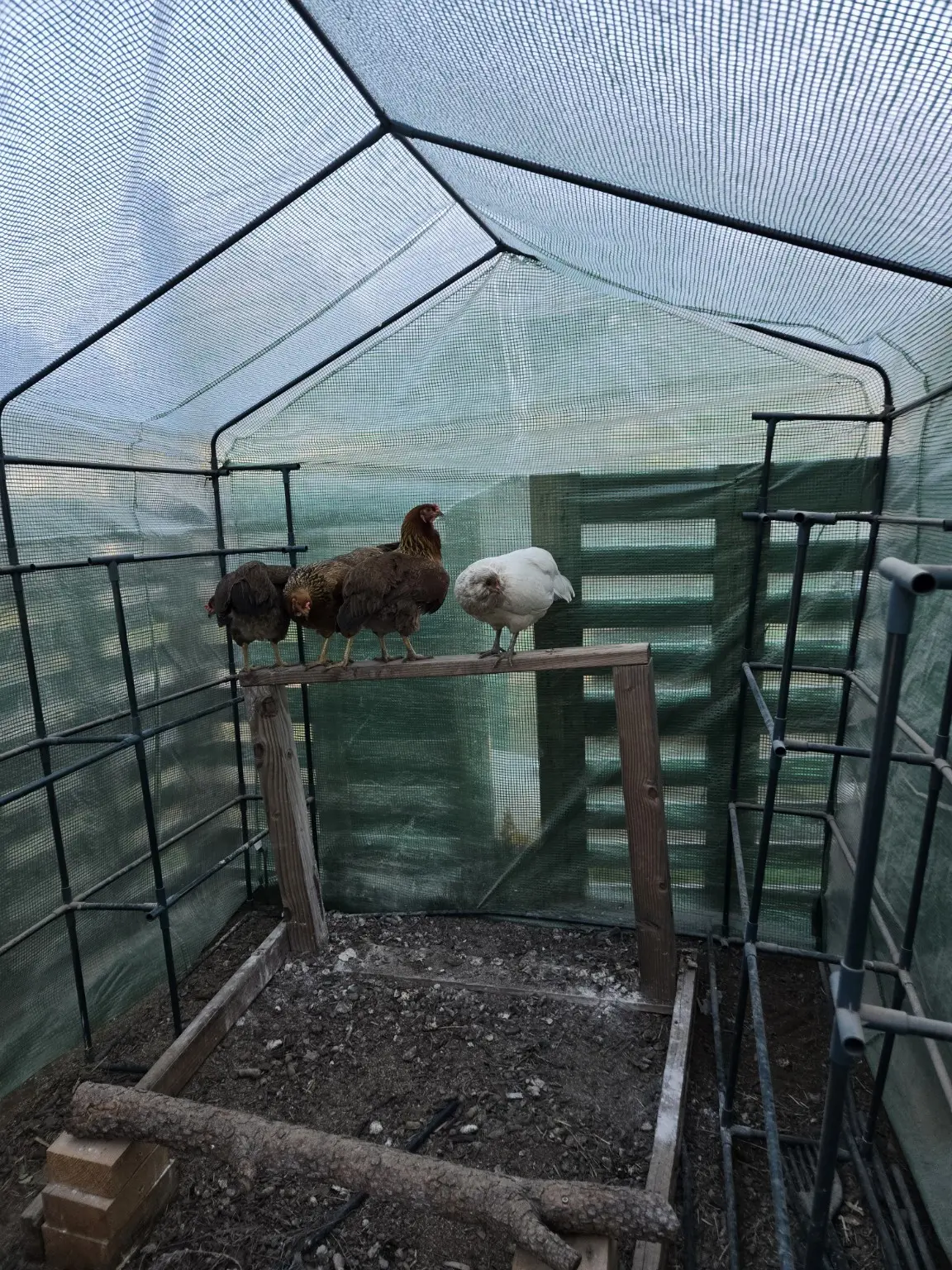 Blanche and three other hens perched inside their temporary greenhouse home