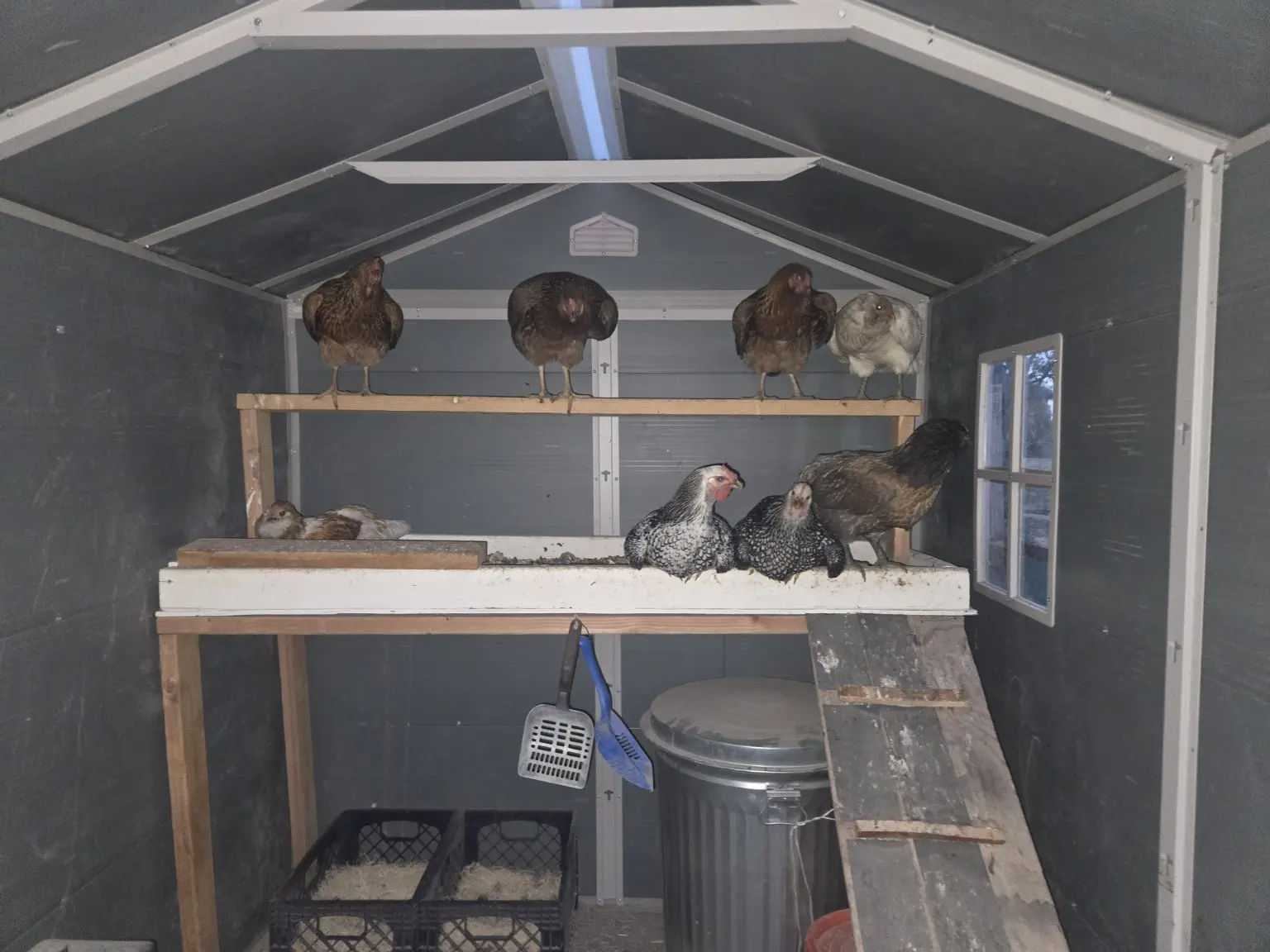 The eight hens using the completed roost and poop tray inside their shed coop