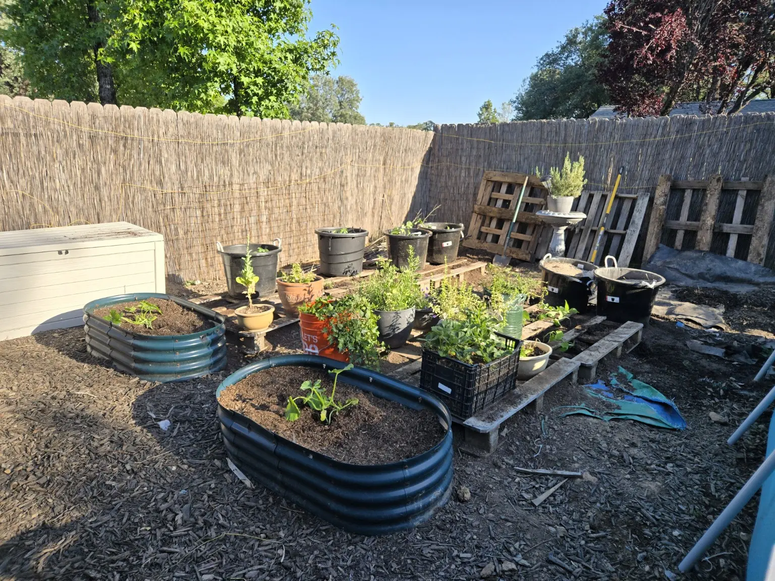 The early backyard garden with raised beds, pots, and pallets