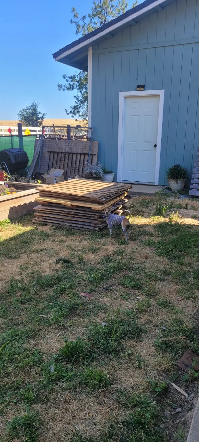 A stack of wooden pallets with Peazy inspecting them in the yard