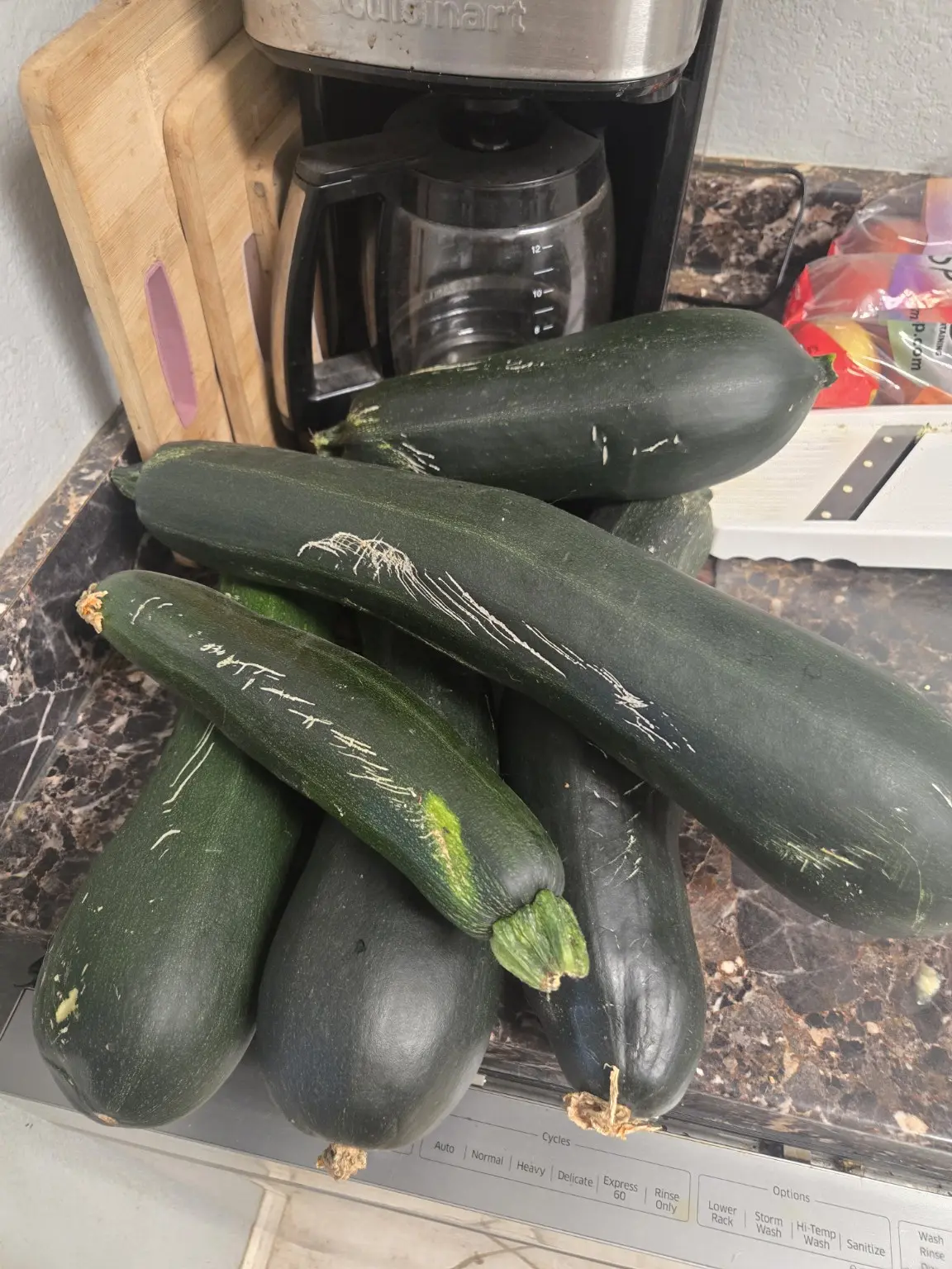 A large harvest of oversized zucchini piled on a kitchen counter